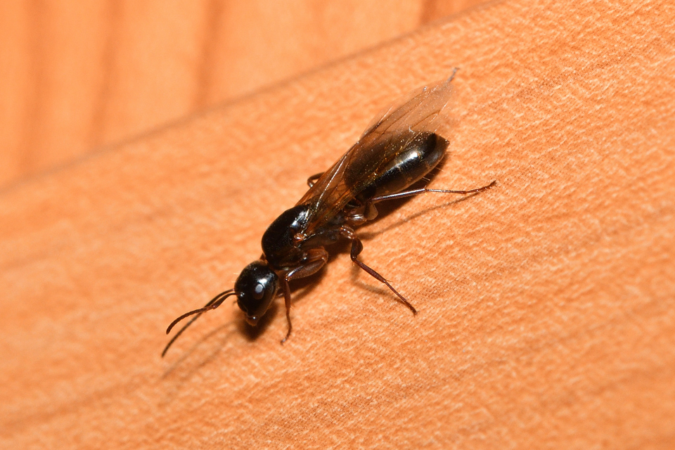 Camponotus fallax - ligeti lóhangya
