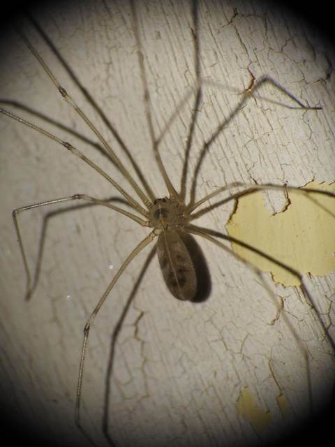 Pholcus phalangioides - nagy álkaszáspók