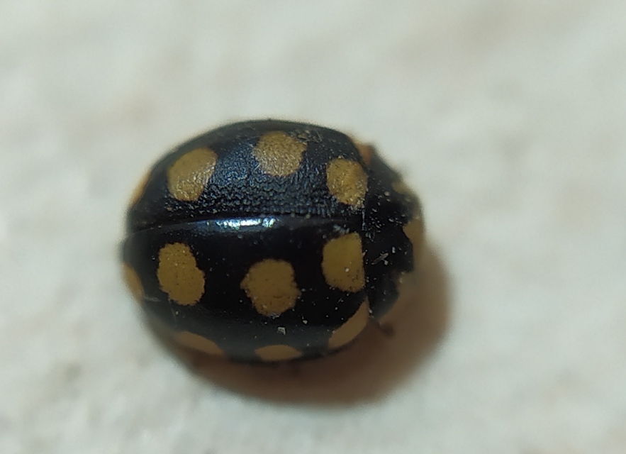 Coccinula quatuordecimpustulata - feketesárga katóka