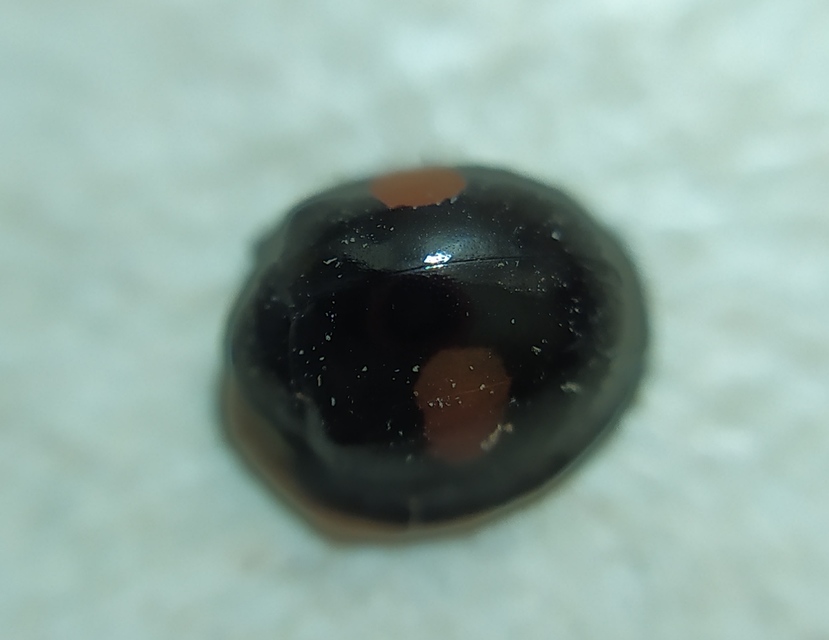 Chilocorus renipustulatus - vesefoltos szerecsenkata