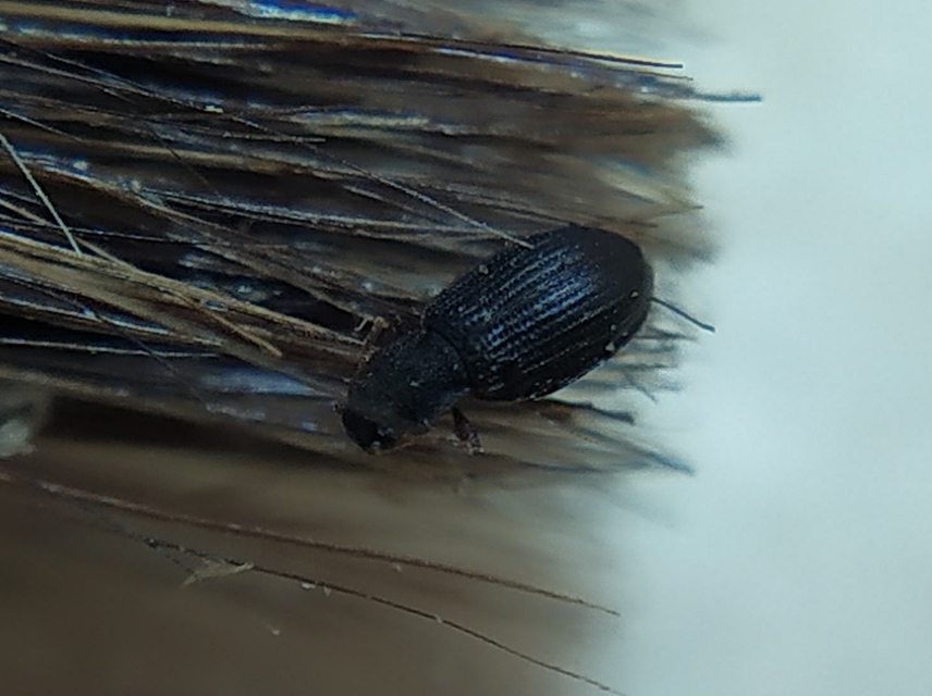 Latridiidae - pudvabogárfélék Latridiidae - pudvabogárfélék