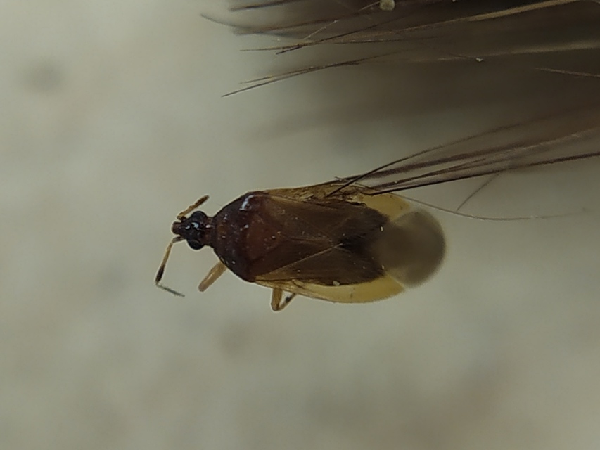 Anthocoridae - virágpoloskák Anthocoridae - virágpoloskák