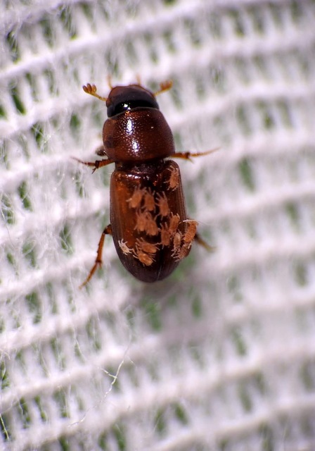 Aphodius sturmi - vöröses trágyabogár