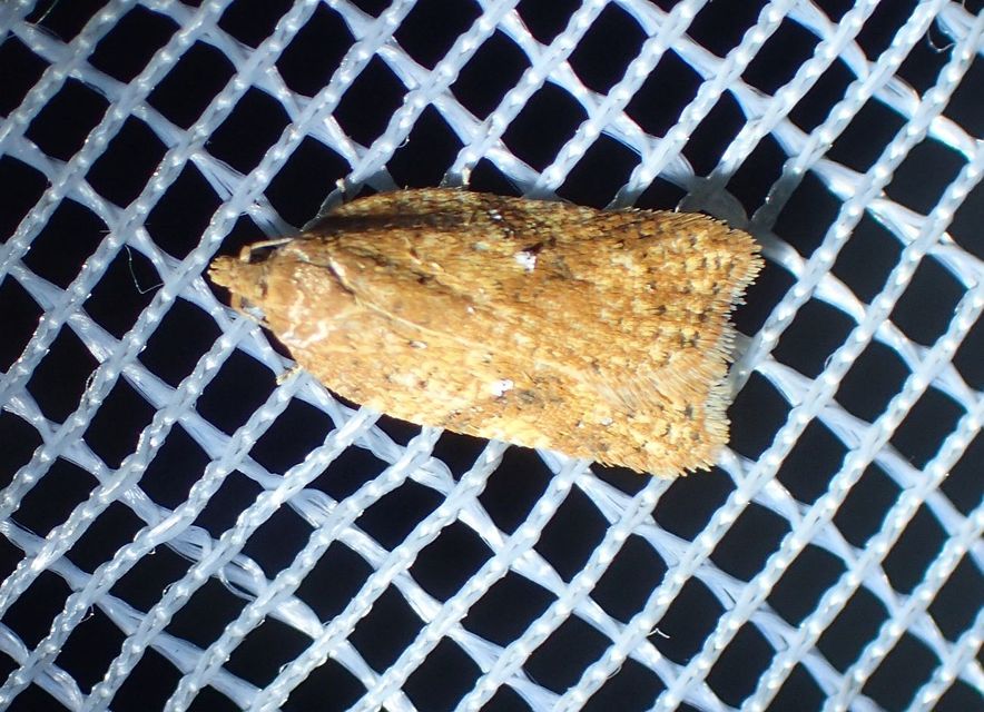 Acleris