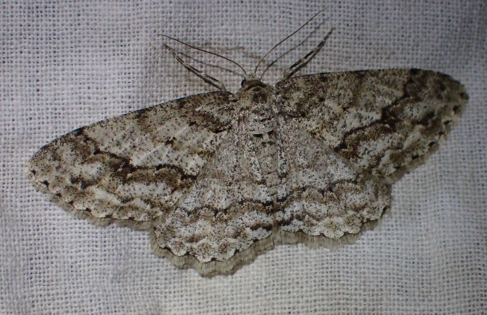 Ectropis crepuscularia - avararaszoló