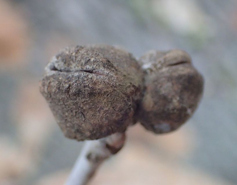 Andricus glutinosus