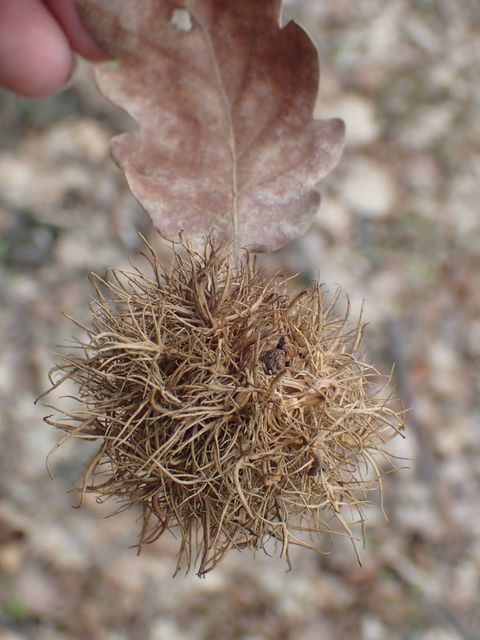 Andricus caputmedusae - medúzafej-gubacsdarázs
