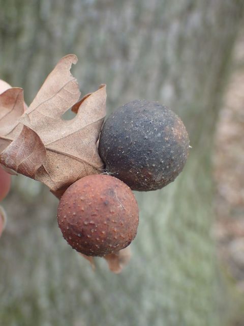 Cynips quercusfolii - golyógubacsdarázs