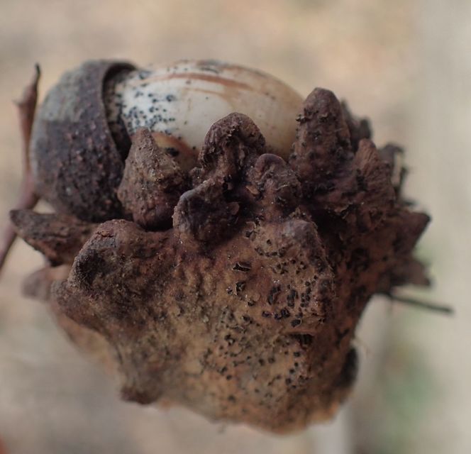 Andricus quercuscalicis - suskagubacsdarázs