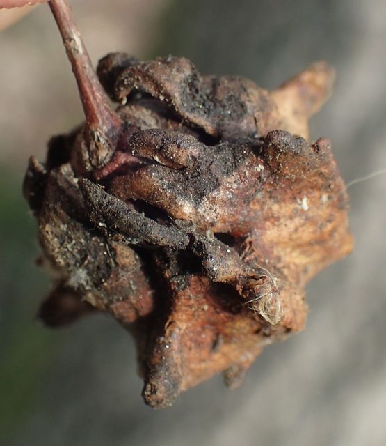 Andricus quercuscalicis - suskagubacsdarázs