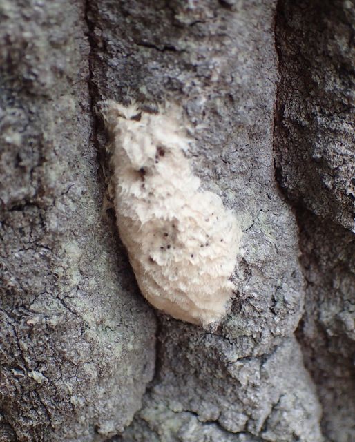 Lymantria dispar - gyapjaslepke