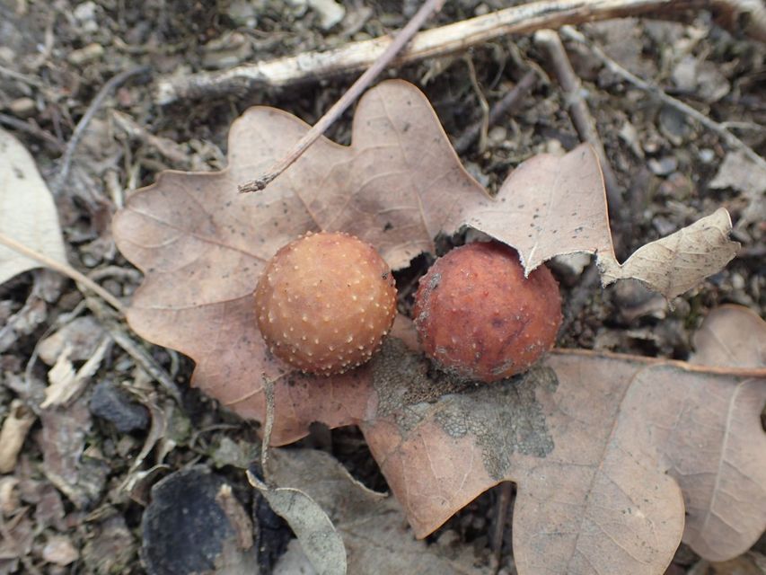 Cynips quercusfolii - golyógubacsdarázs