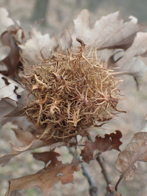 Andricus caputmedusae - medúzafej-gubacsdarázs
