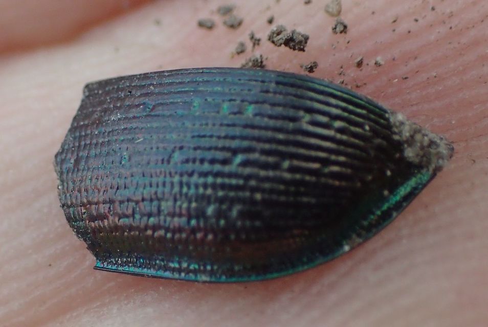 Calosoma inquisitor - kis bábrabló