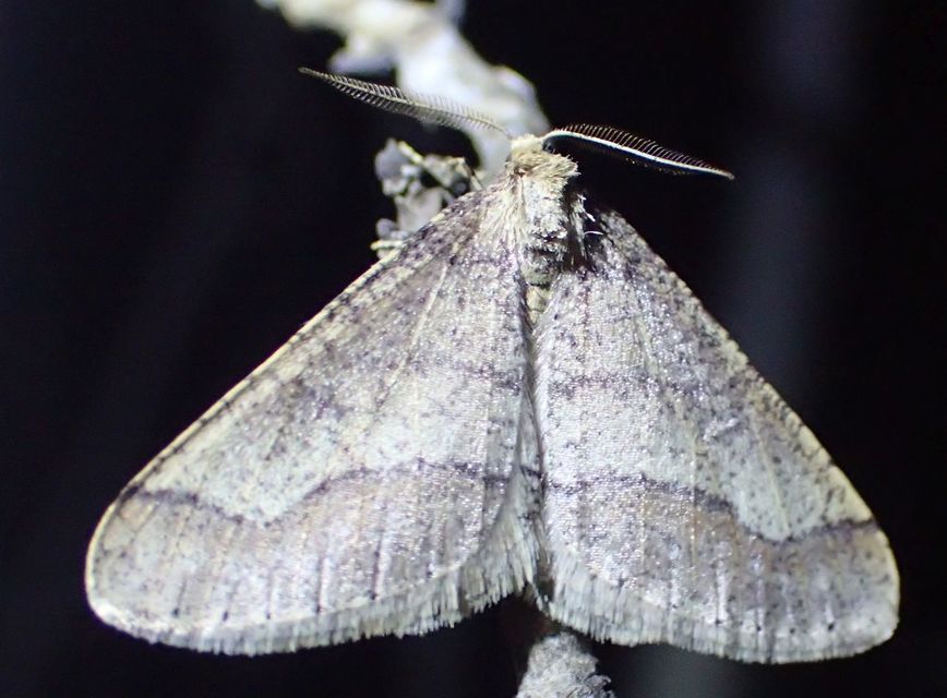 Agriopis marginaria - sárgás téliaraszoló