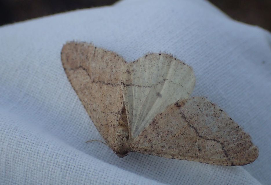 Agriopis marginaria - sárgás téliaraszoló