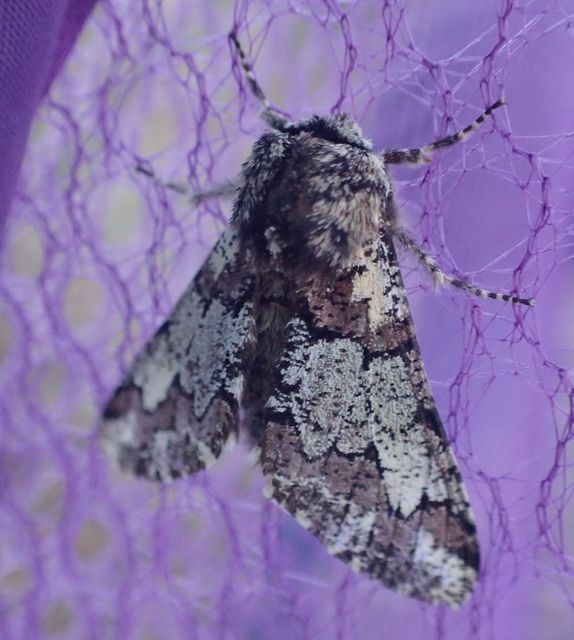 Biston strataria - barnapettyes araszoló