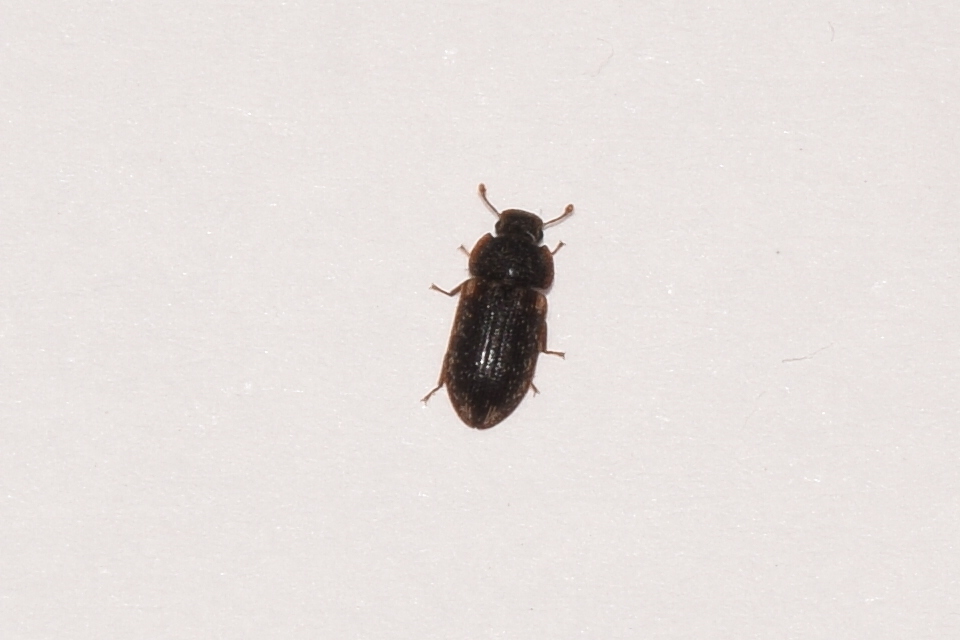 Colobicus hirtus - szegélyes héjbogár