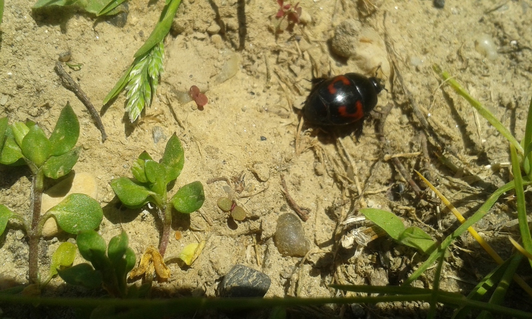 Hister quadrimaculatus - közönséges sutabogár