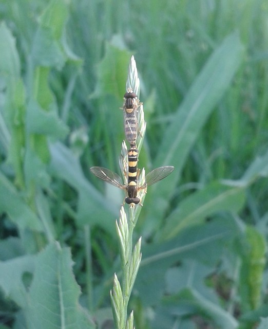 Sphaerophoria
