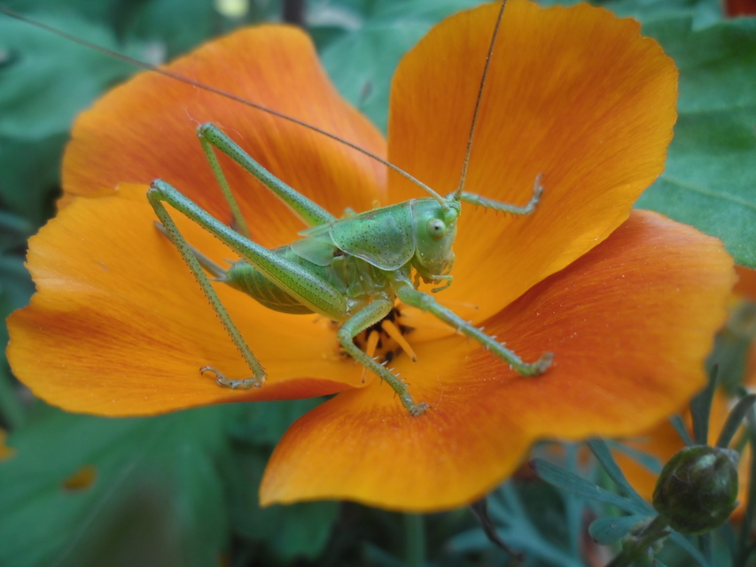 Tettigonia viridissima - zöld lombszöcske