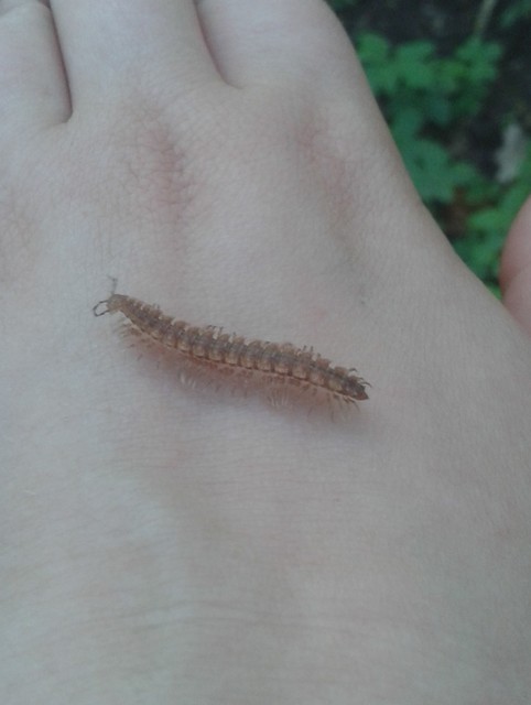 Diplopoda - Ikerszelvényesek