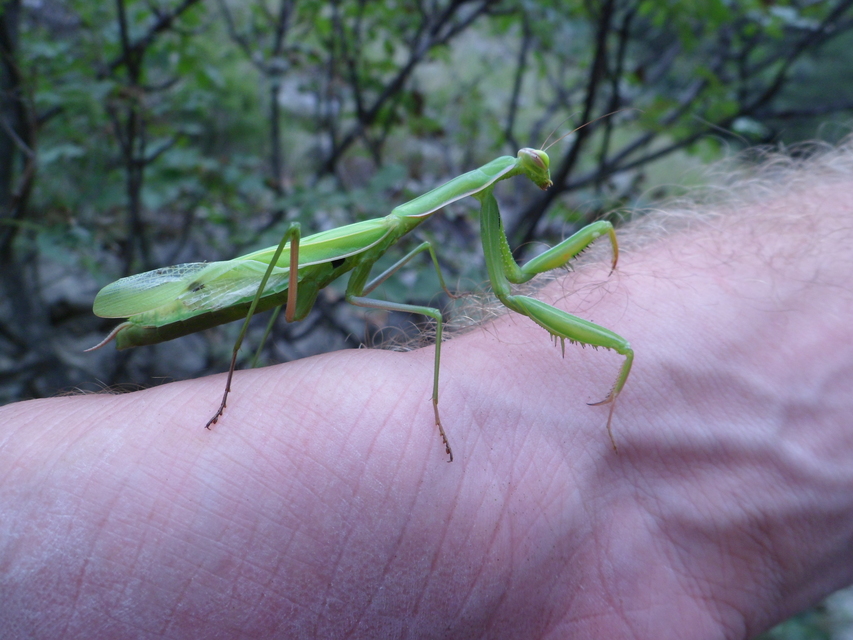 Mantis religiosa - imádkozósáska