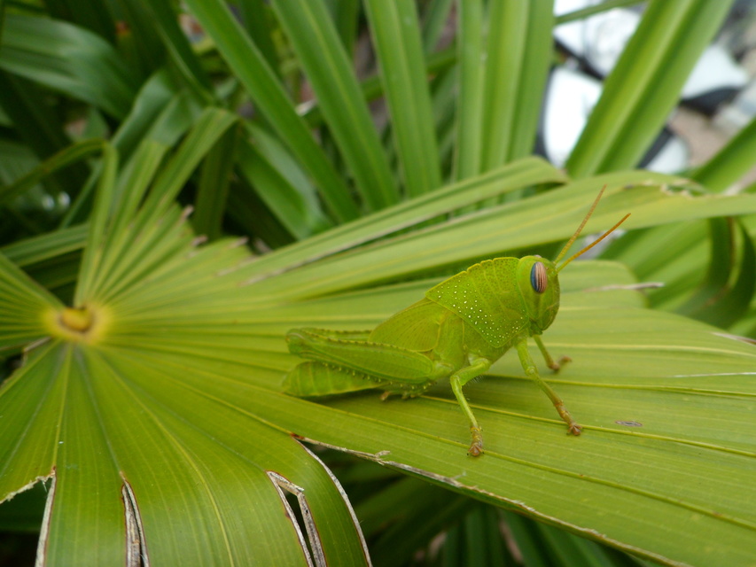 Anacridium aegyptium - egyiptomi sáska