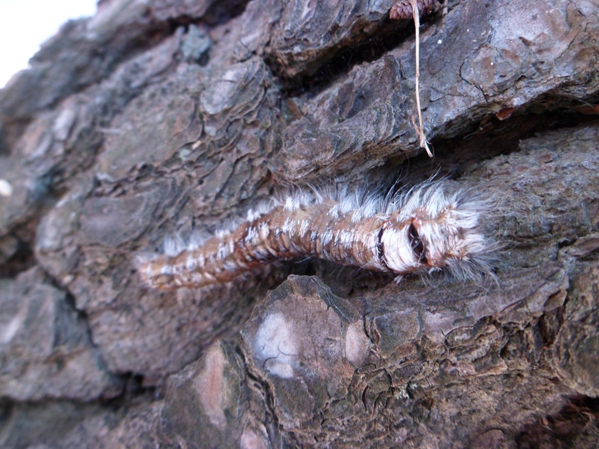 Dendrolimus pini - fenyőpohók