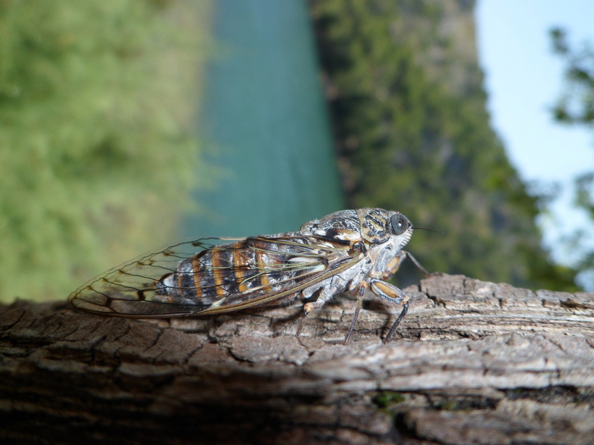 Cicada orni - mannakabóca