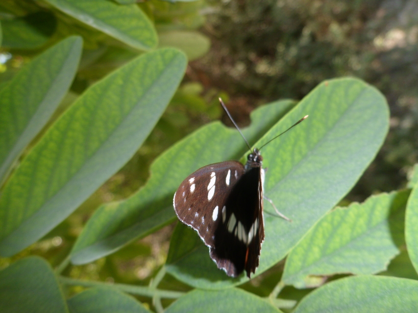 Limenitis reducta - kék lonclepke