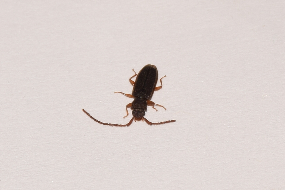 Uleiota planatus - hosszúcsápú fogasnyakú-lapbogár