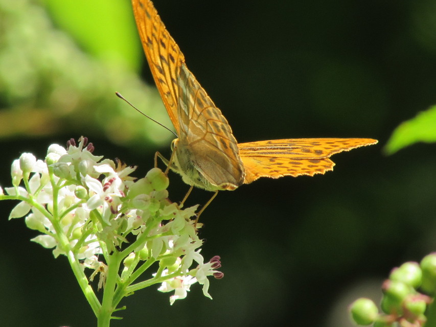 Argynnis paphia - nagy gyöngyházlepke