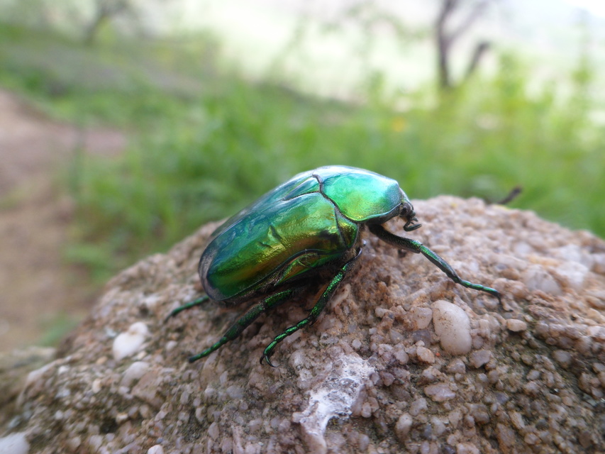 Protaetia affinis - smaragdzöld virágbogár