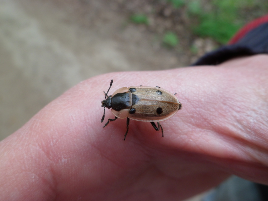 Dendroxena quadrimaculata - négypettyes dögbogár