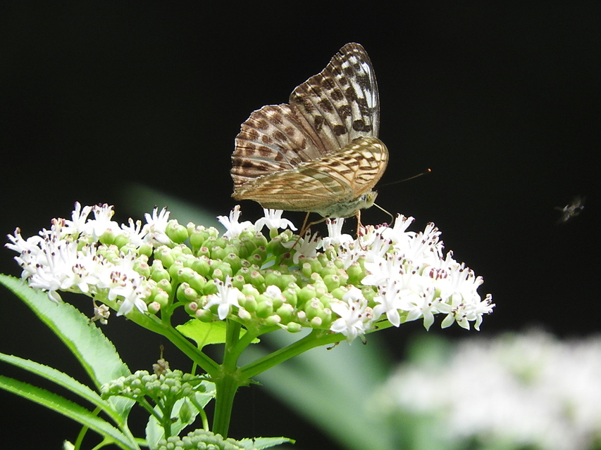 Argynnis paphia - nagy gyöngyházlepke