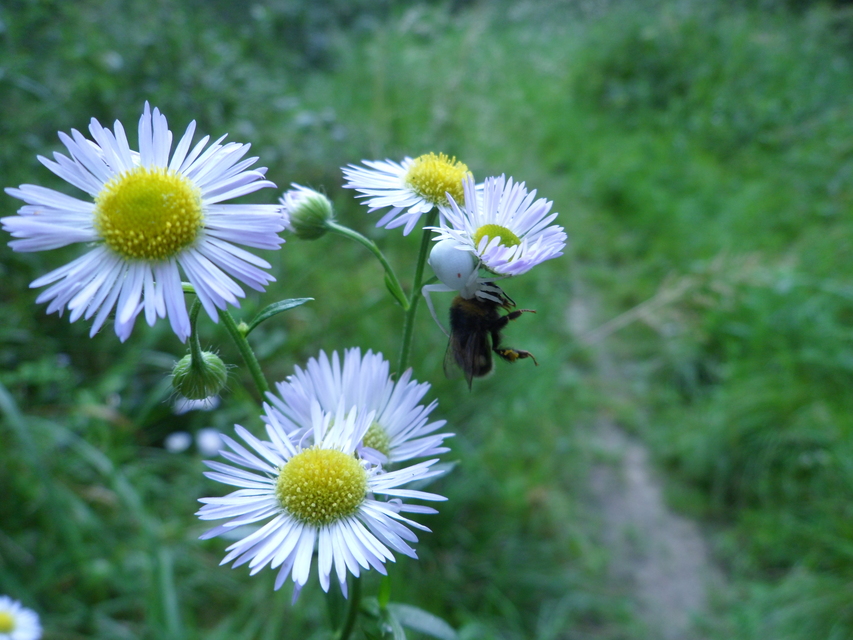 Misumena vatia - viráglakó karolópók
