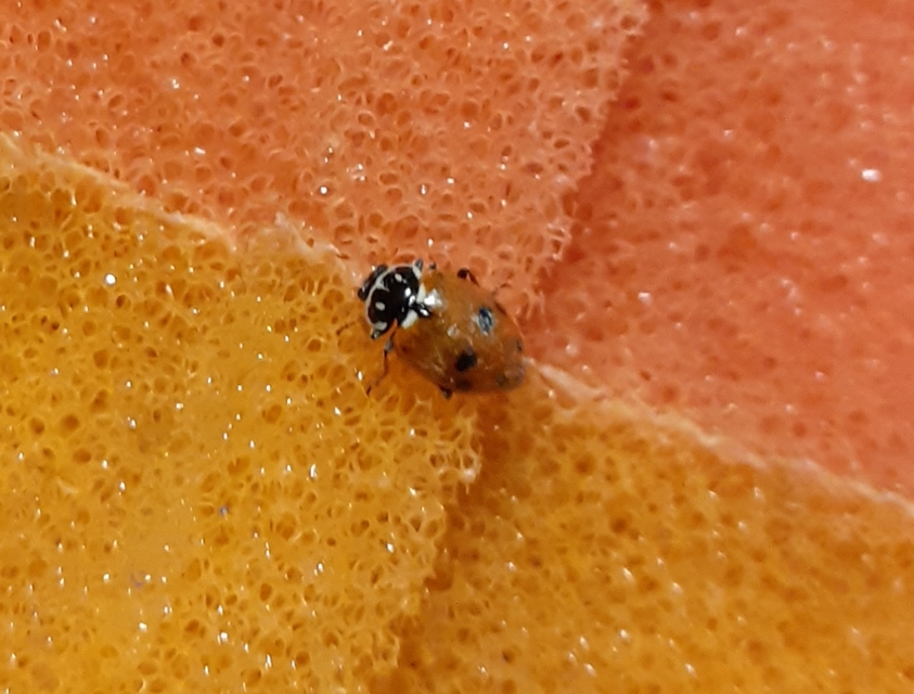 Hippodamia variegata - tizenhárompettyes katica