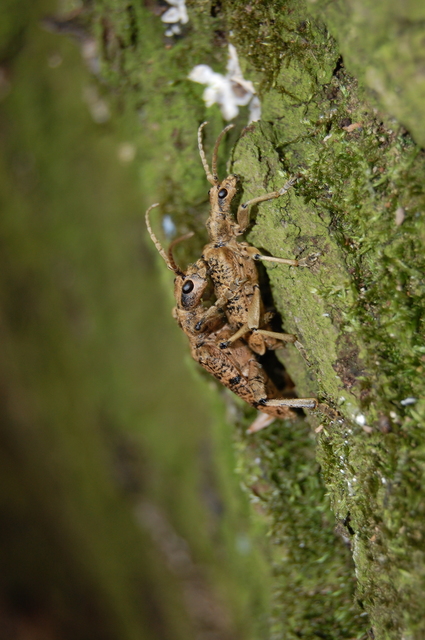 Rhagium sycophanta - tölgyes-tövisescincér