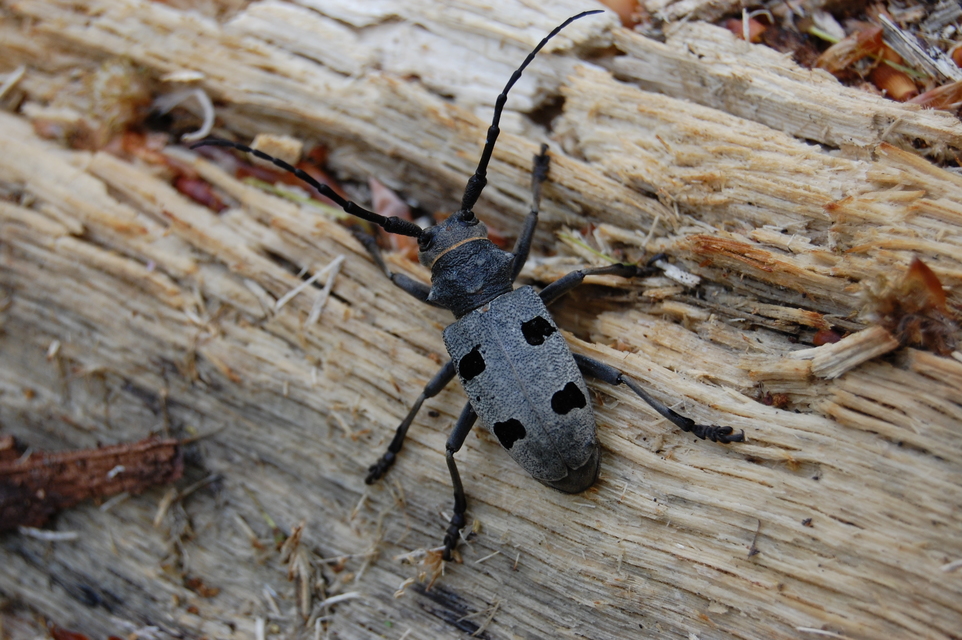 Morimus asper funereus - gyászcincér
