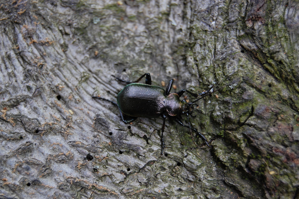 Calosoma inquisitor - kis bábrabló