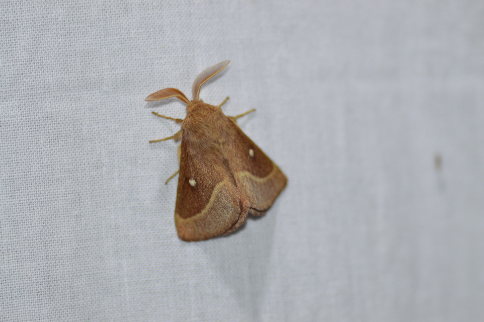 Lasiocampa trifolii - lóhereszövő