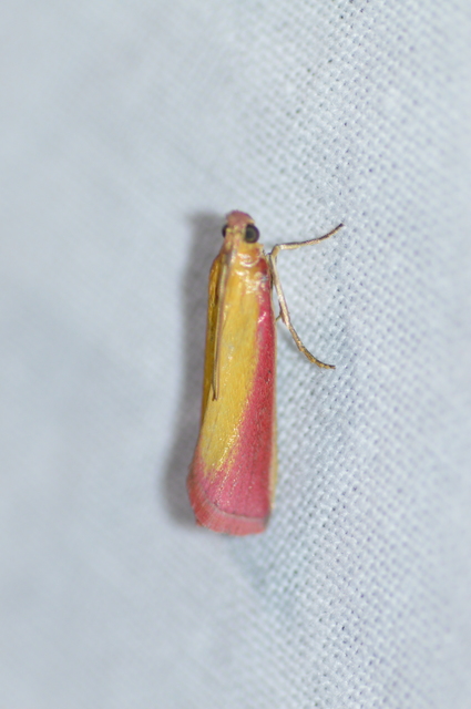 Oncocera semirubella - lucernamoly