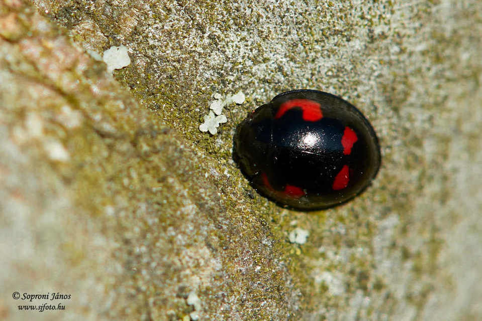 Exochomus quadripustulatus - négyfoltos szerecsenkata