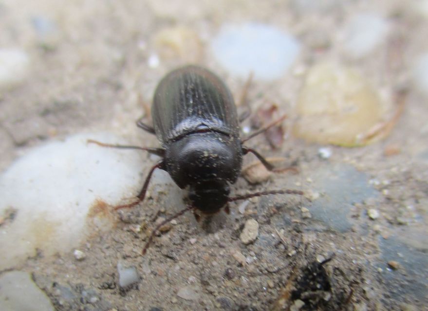 Zabrus tenebrioides - gabonafutó
