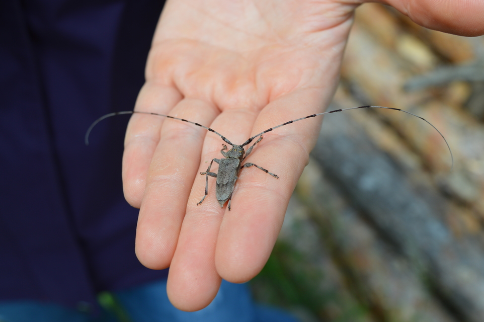 Acanthocinus aedilis - nagy daliáscincér