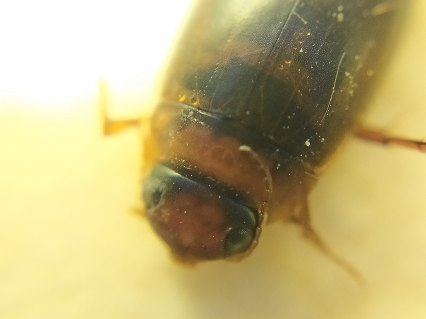 Liopterus haemorrhoidalis - rozsdás csíkbogár