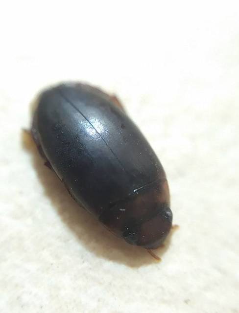 Liopterus haemorrhoidalis - rozsdás csíkbogár