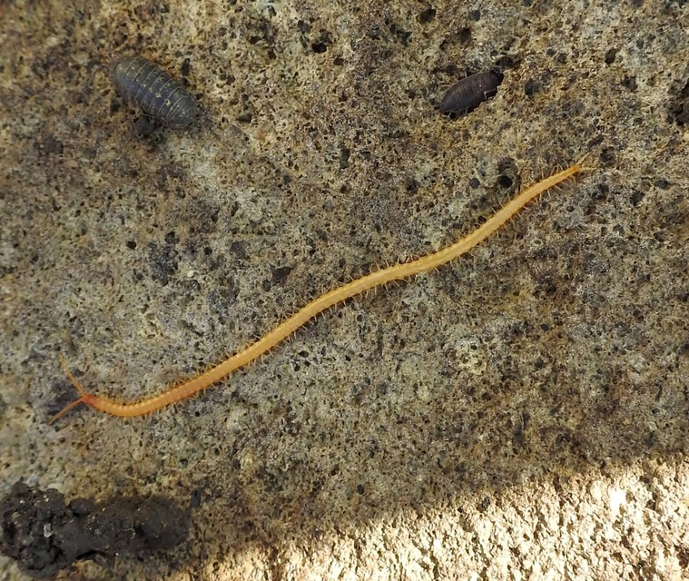 Chilopoda - Százlábúak