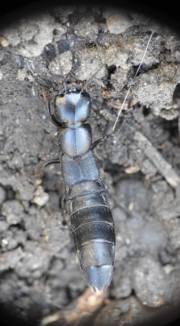 Ocypus ophthalmicus - kék holyva